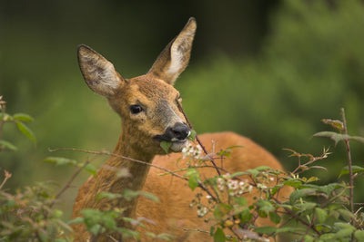 7 top tips for calling Roe bucks in the rut