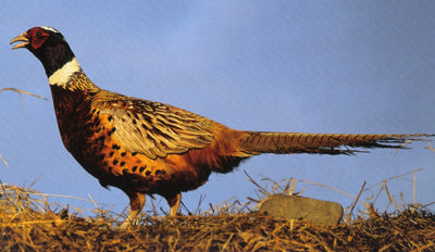 BushTukka: Pheasant Phajitas