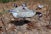 FUD F.U.D Canadian Geese Decoy  6pk