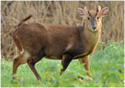 BushWear Muntjac Target Posters (4 pack)