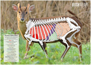 BushWear Muntjac Target Posters (4 pack)