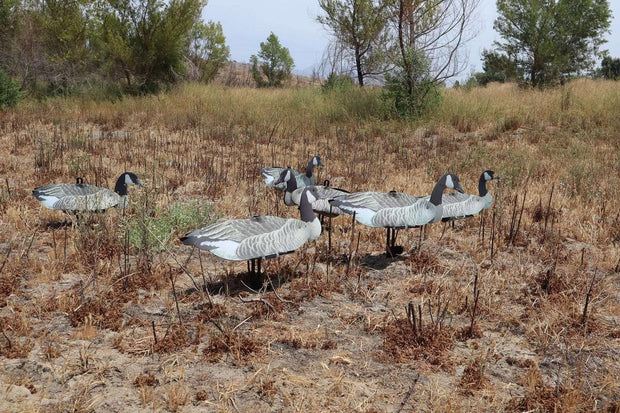 FUD F.U.D Canadian Geese Decoy  6pk